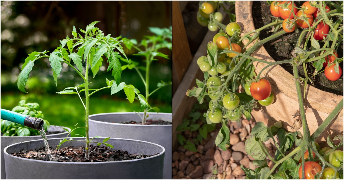 8 Big Mistakes I Made Growing Tomatoes in Pots