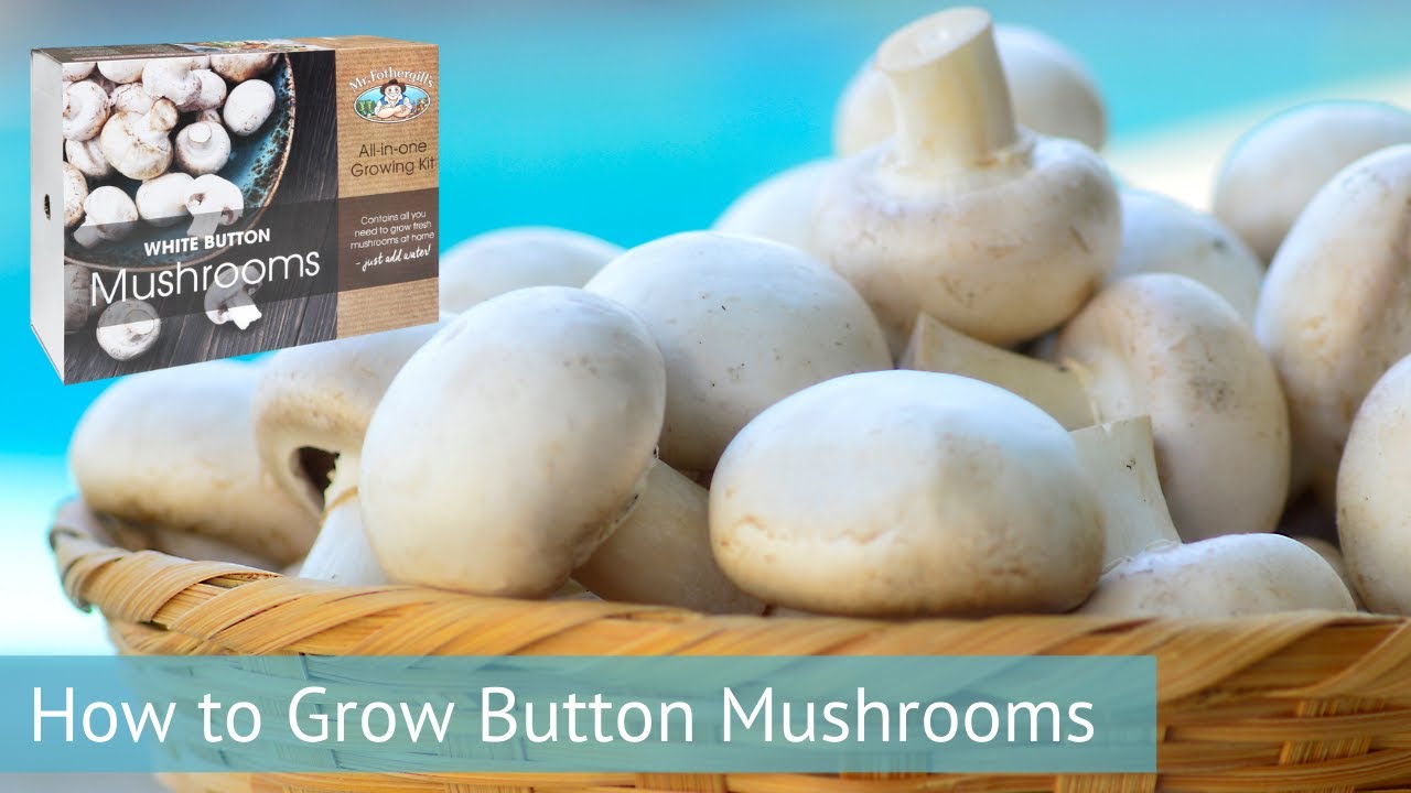 Mr Fothergill's - How To Grow Button Mushrooms