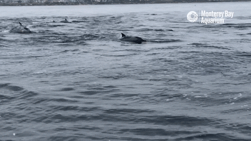 Celebrate Pacific Ocean GIF by Monterey Bay Aquarium - Find & Share on GIPHY