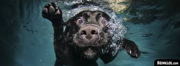 Underwater dog